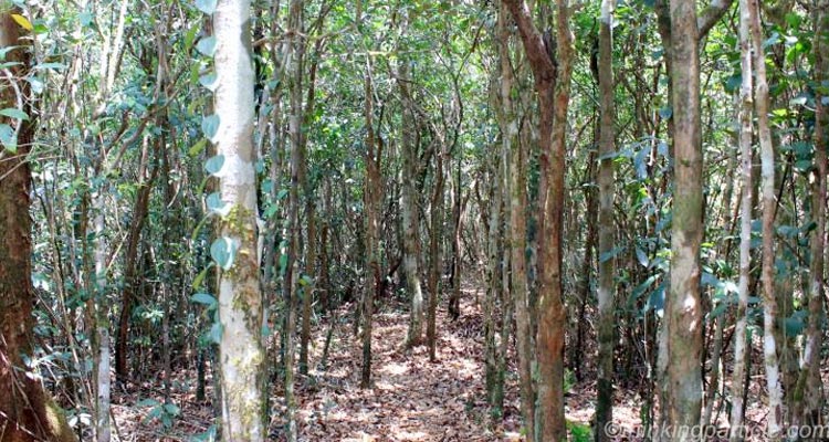 Saddle Peak National Park Andaman (Entry Fee, Timings, History, Built ...