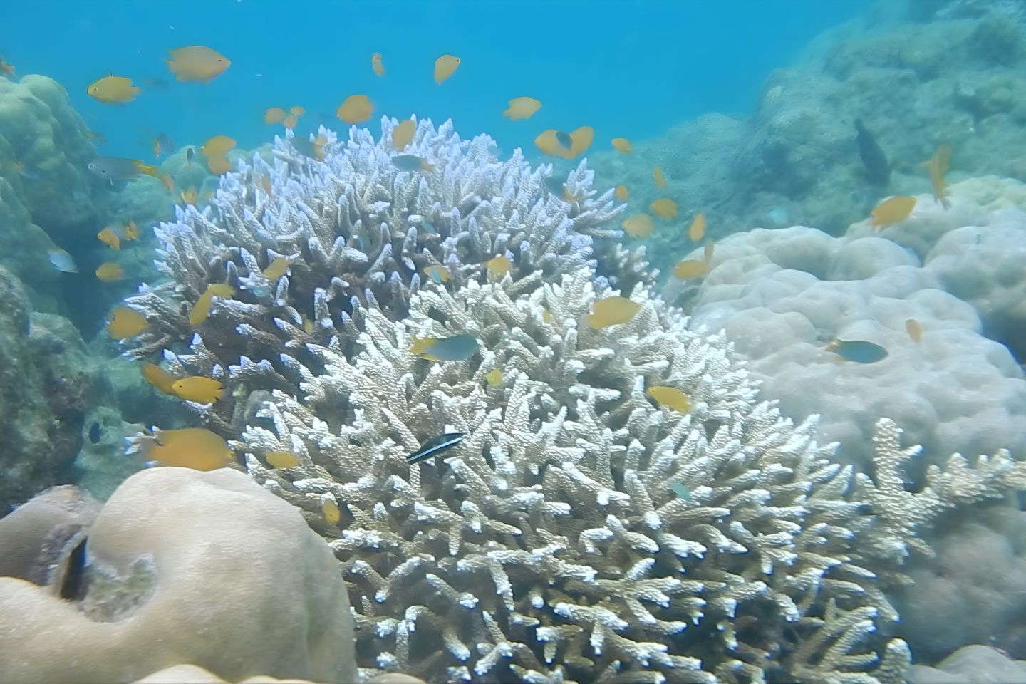Sea Link Adventures - Sea walk Andaman